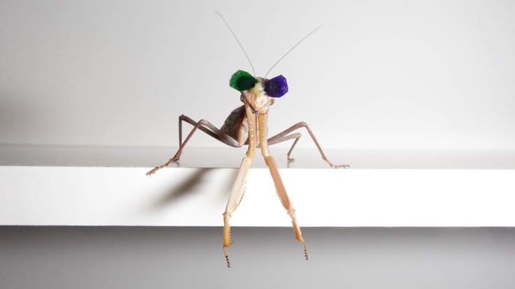 mantis-with-dangling-legs-landscape-1-736x414.jpg.ecd90fbc897551f9c14278fc500e3097.jpg